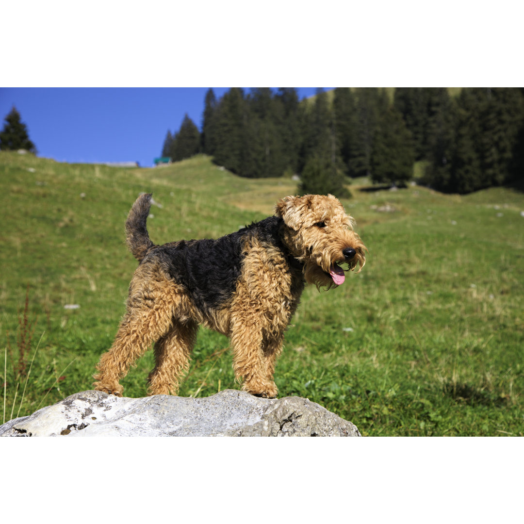 Welsh Terrier von Stockwerk - Kunstdrucke auf Leinwand ohne Rahmen