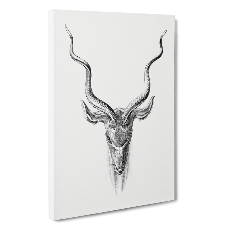 Vintage Antelope Vol.1 by Ernst Haeckel - Wrapped Canvas, 50cm H x 35cm W x 3cm D