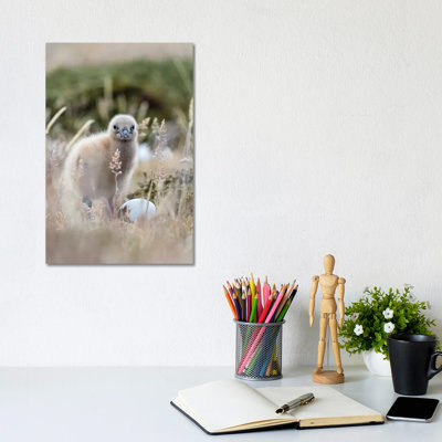 Falkland Skua Chick, Falkland Islands. by Martin Zwick - Wrapped Canvas Print