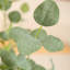 Eucalyptus artificiel Adalia en pot blanc-1625747317