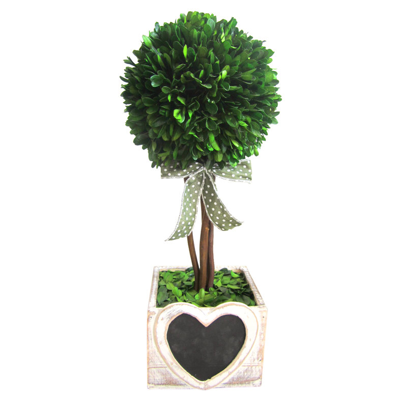 Topiaire buis préservé dans une vase décorative