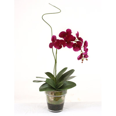 Polysilk Orchid Arrangement in Pot