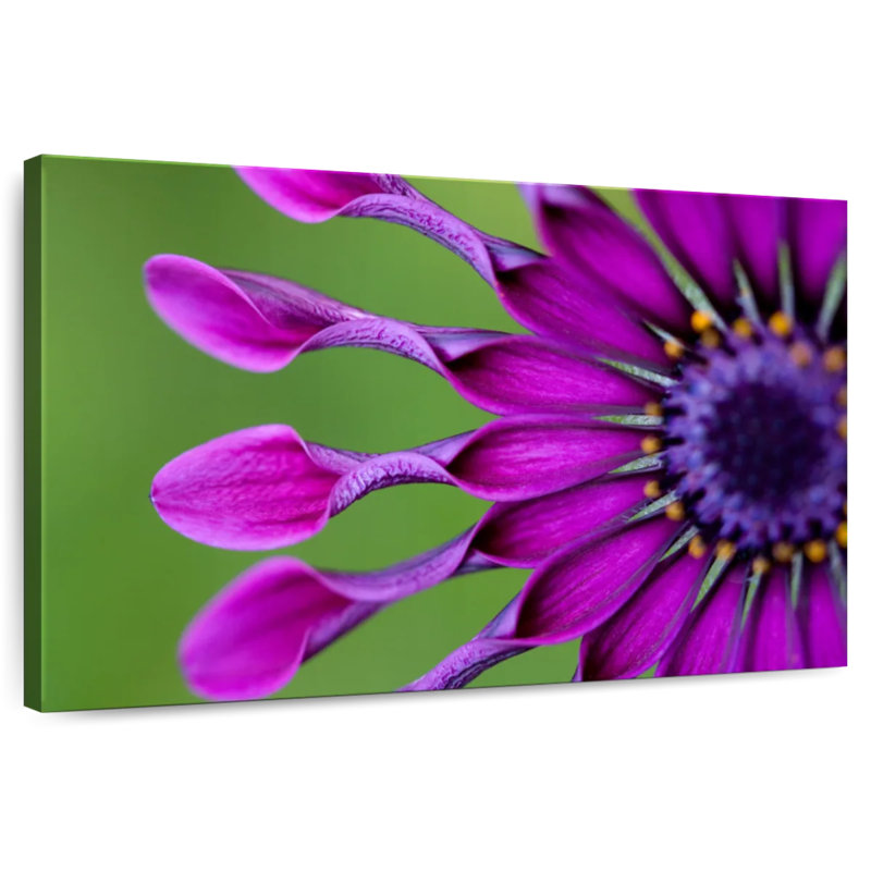 Marguerite mauve exotique Harnek, H 30 po x l 45 po