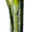 150cm Faux Palm Tree in Cement Pot