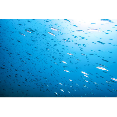 Anchoa boqueron fish 637324548