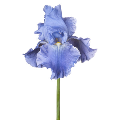Betzayra Iris - Photographie sur toile tendue