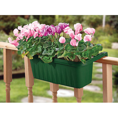 planting elephant ears in a pot Elephant Ear - Patio Kit main image 0