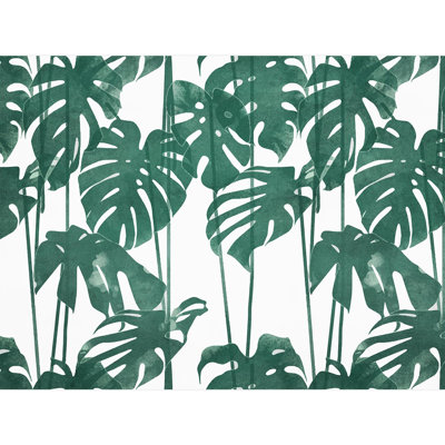 Feuille verte Monstera