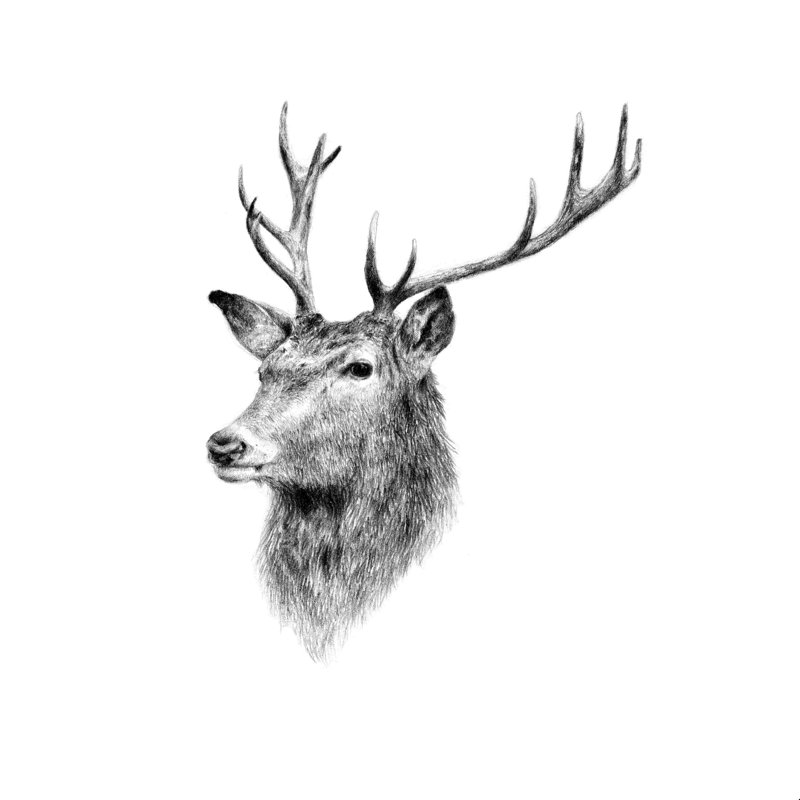 Cornes de cerf - photographie, H 12 po x l 12 po, Toile tendue, Non
