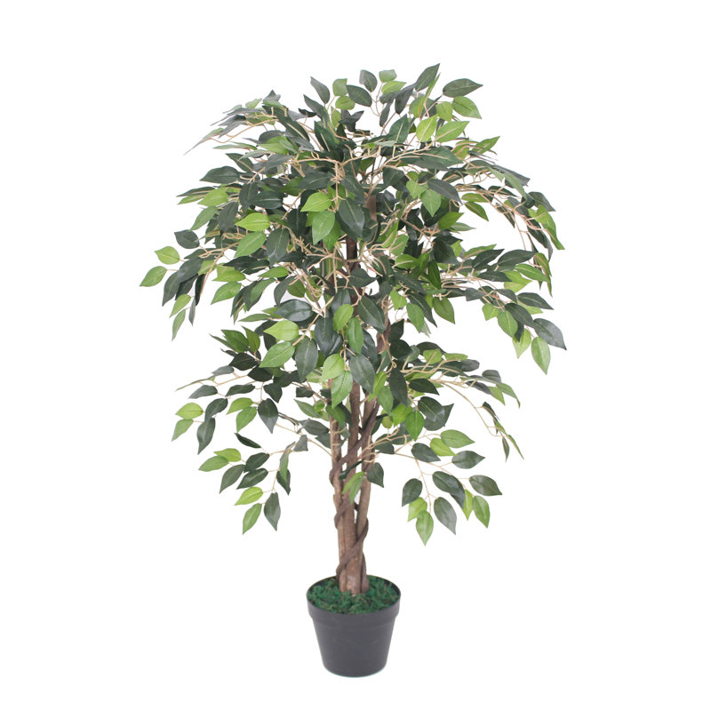 Tradala 90cm Ficus Tree in Planter