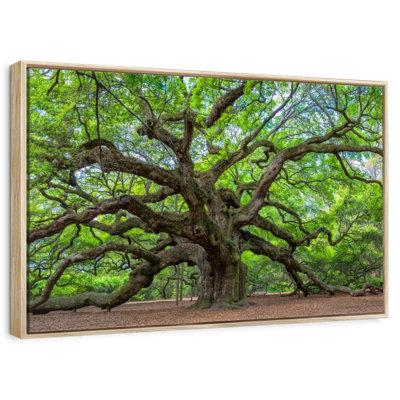 Old Oak Tree