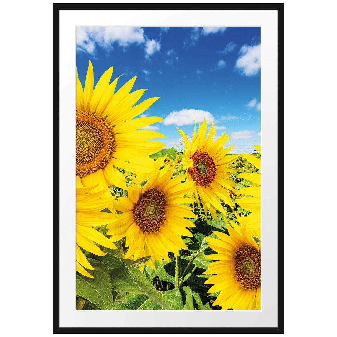 Gerahmtes Poster Sonnenblumenwiese unter Himmel