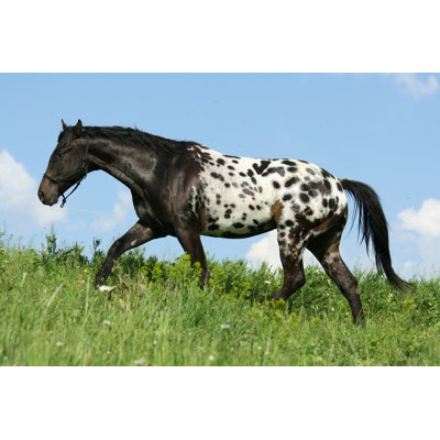 Dequantez Appaloosa par Zuzule