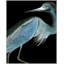 Stately Heron 1 Print by Thom Filicia