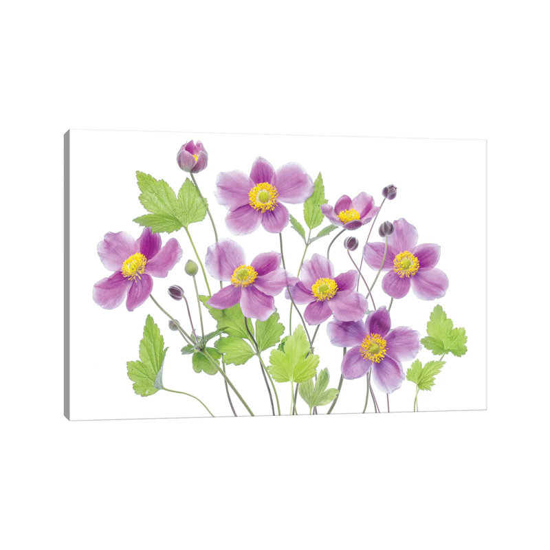 Anemone 'Hadspen Abundance' 1 Piece Wrapped Canvas Painting, 101.6 cm H x 66.04 cm W x 1.91 cm D