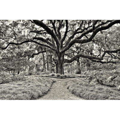 Florida Tree - Photograph