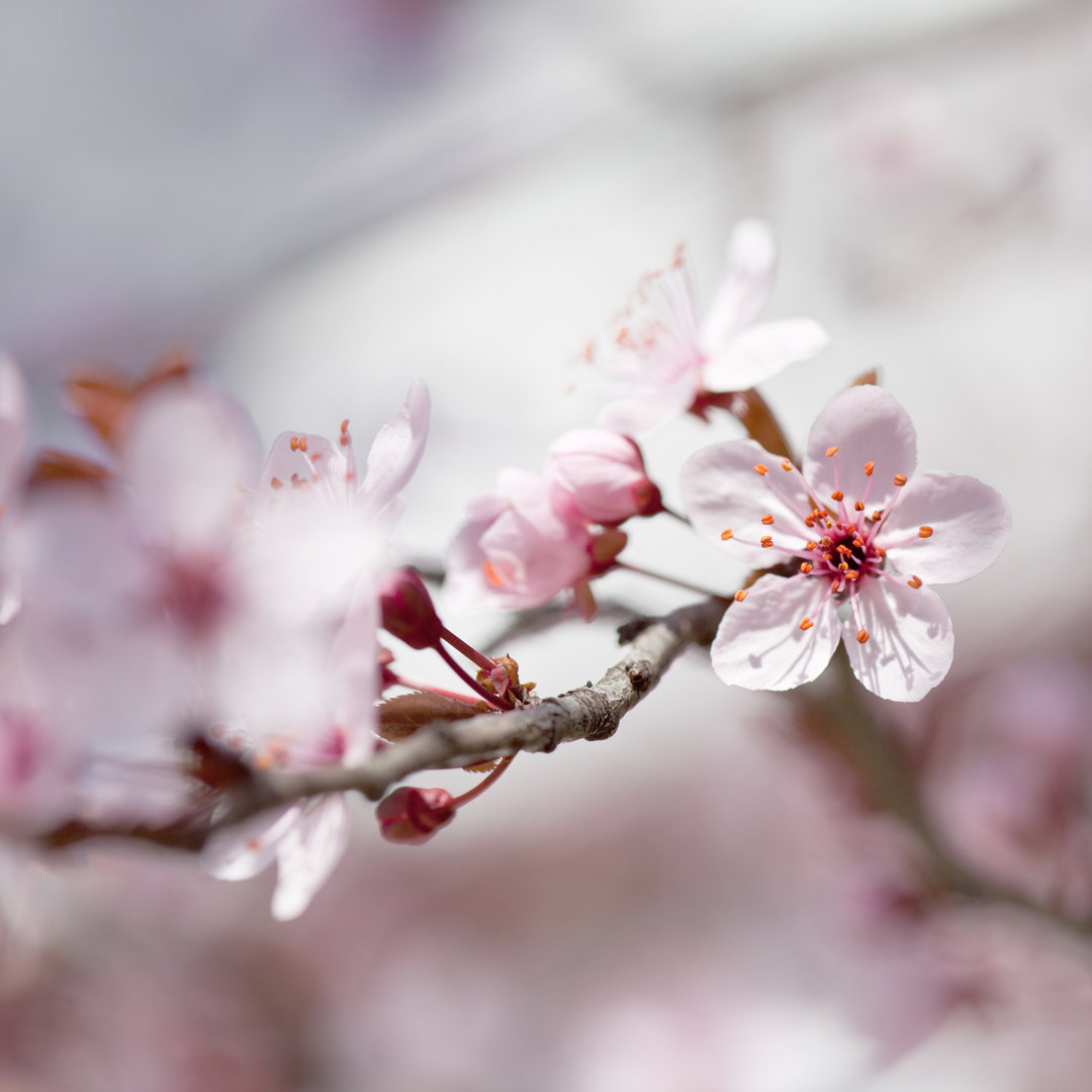 Pfirsichblüte von Jasmina - Leinwandbild