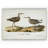 " Aviary Sketch III "-22188339-28043103-28043105