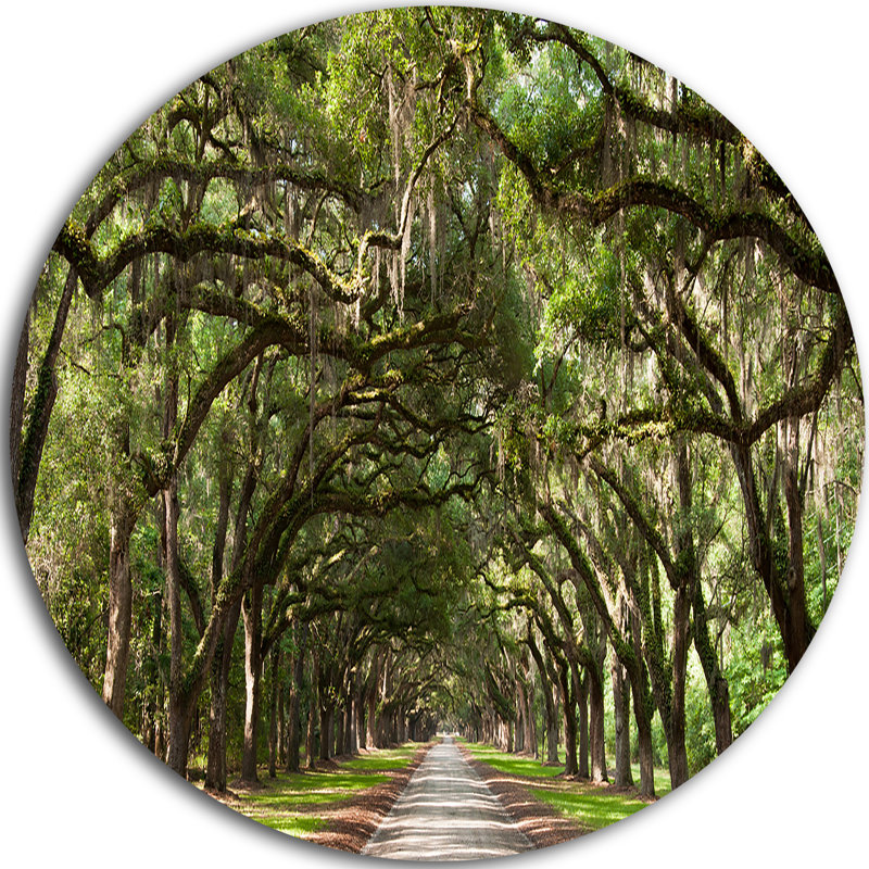 Live Oak Tunnel - Imprimé, Sans cadre en métal, H 38 po x l 38 po x P 1 po