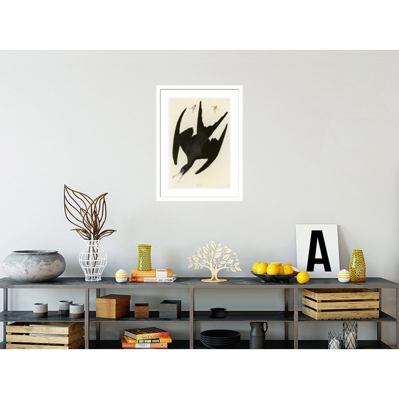 «Frégate pélican» par John James Audubon, impression giclée sur cadre, H 29,5 po x l 22 po