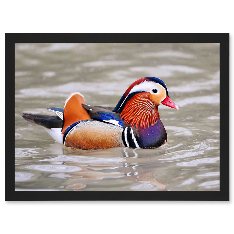Animal Photo Bird Male Mandarin Duck - Single Picture Frame Print