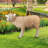 Merino Ewe Life-Size Standing Lamb Statue
