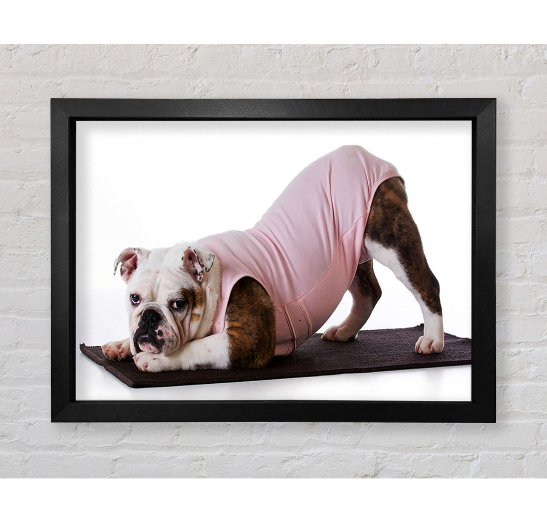 Britische Bulldogge Yoga Stretch - Einzelner Bilderrahmen Kunstdrucke