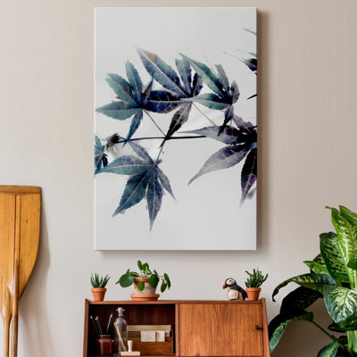 " Blue Maple II "