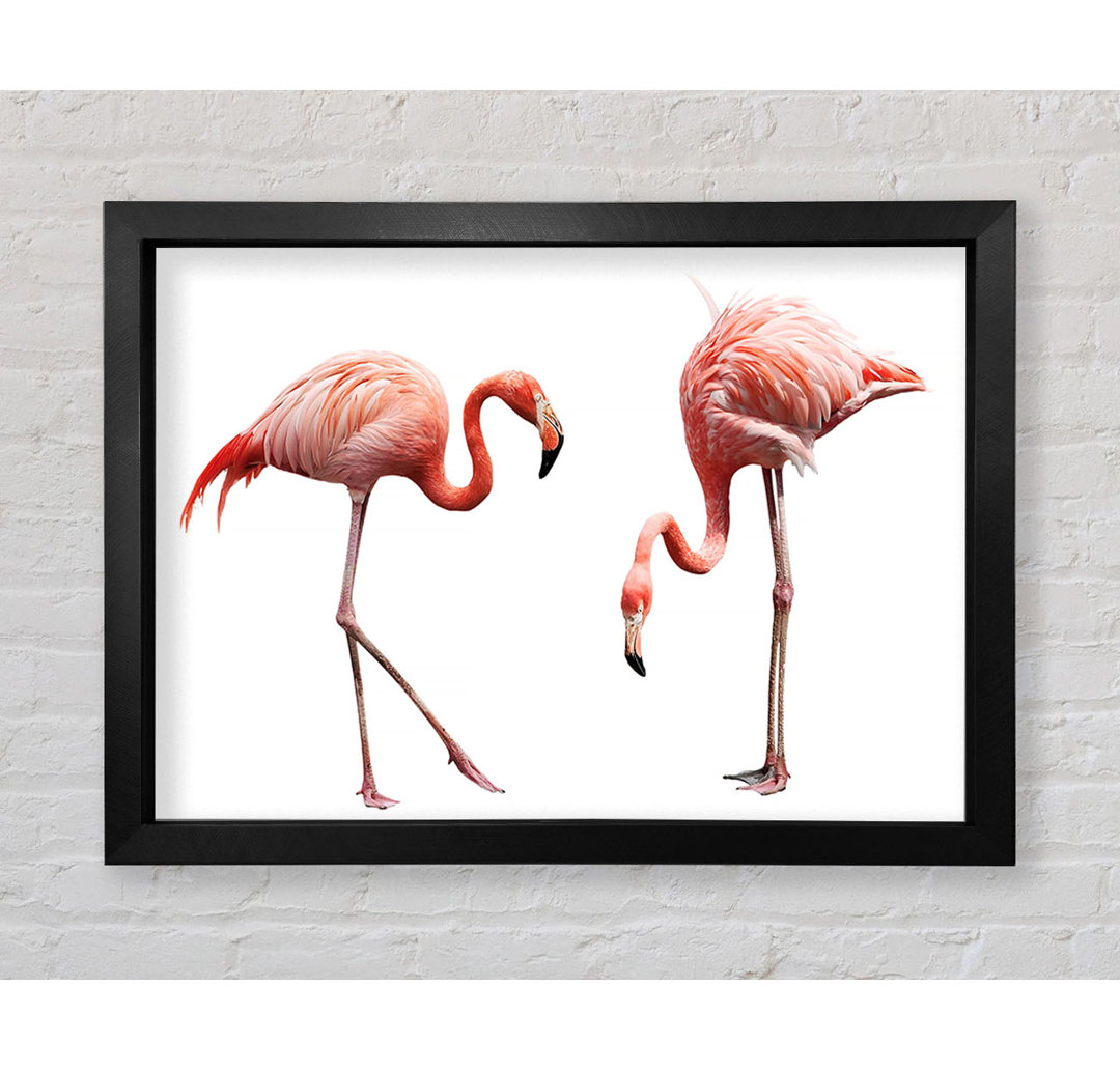 Rosa Flamingo Duo - Einzelne Bilderrahmen Kunstdrucke