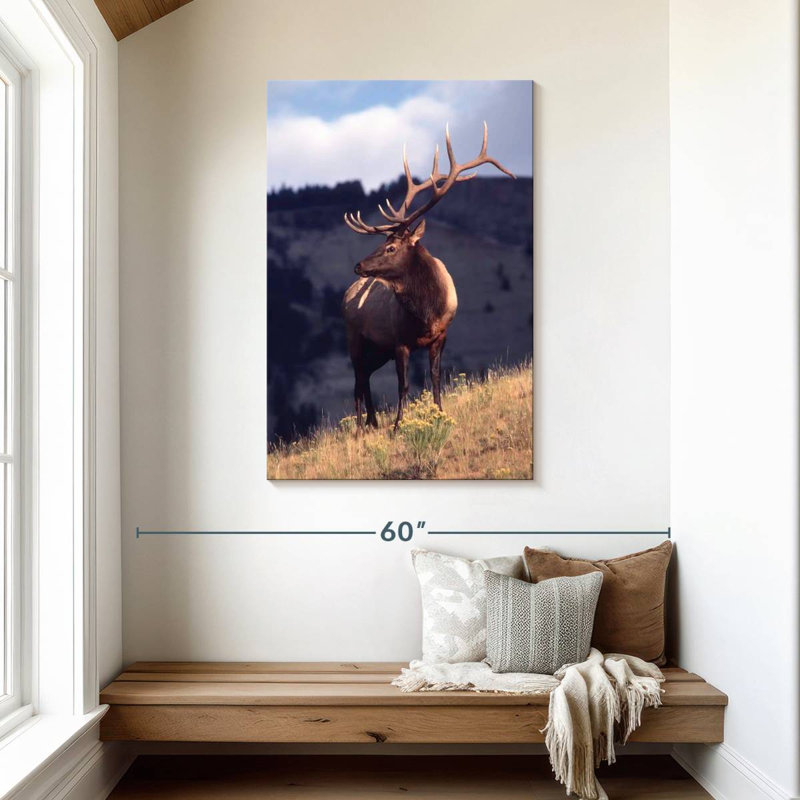 Wapiti de Brampt dans le Montana, H 45 po x l 30 po