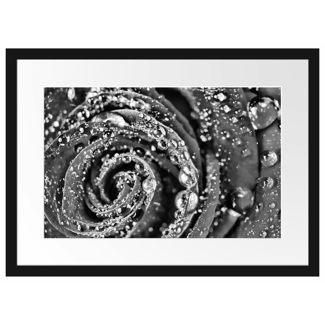 Gerahmtes Poster Elegante Rose mit Wassertropfen