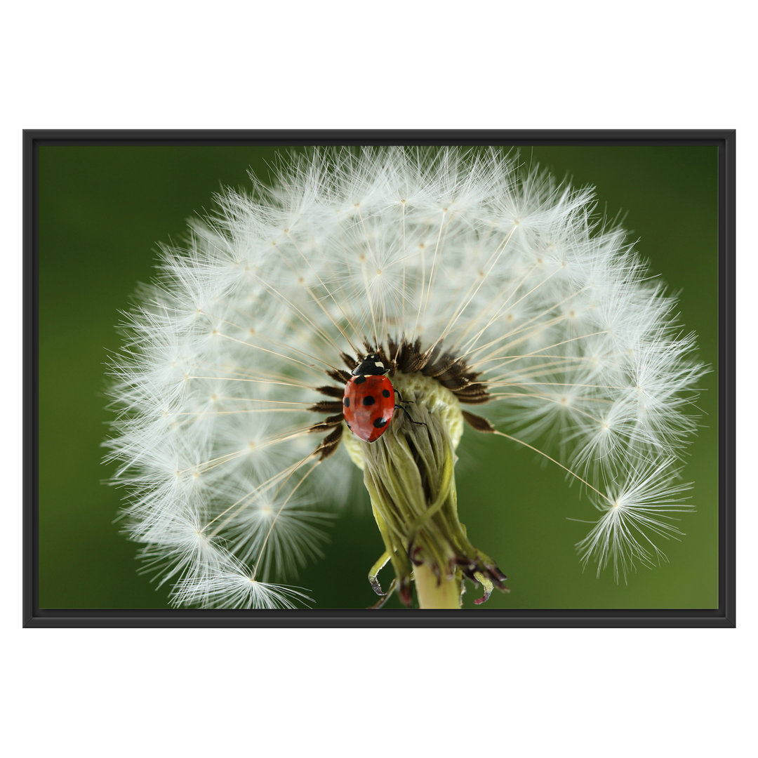 Gerahmtes Wandbild Marienkäfer auf Pusteblume