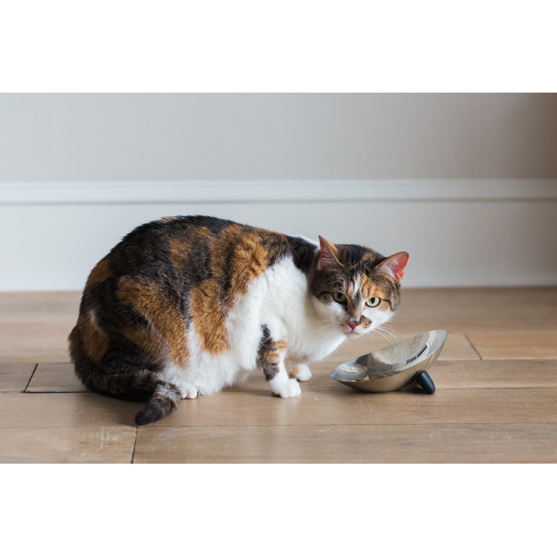 Bol pour chat Nova