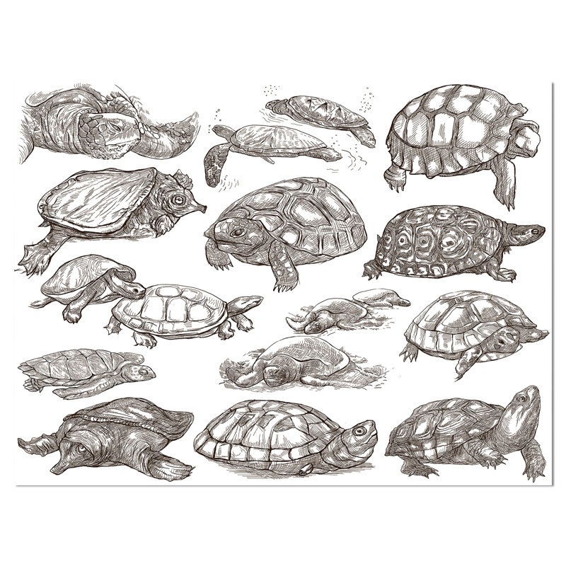 Tortues - impression d'art graphique, H 20 po x l 20 po x P 1 po, Toile tendue