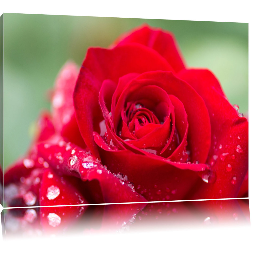 Rose mit Wassertröpfchen Fotografie auf Leinwand