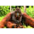 Closeup Of Pygmaeus by JapanNature - Wrapped Canvas Print-604219555