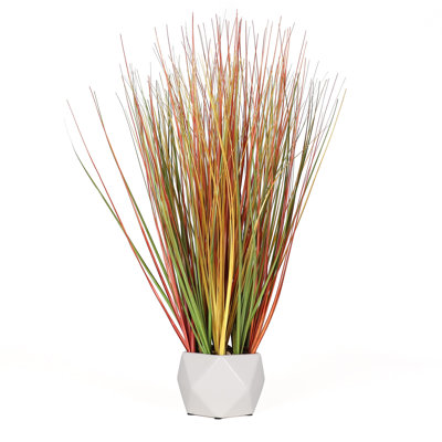 Plante de 22,5 po Bornbridge