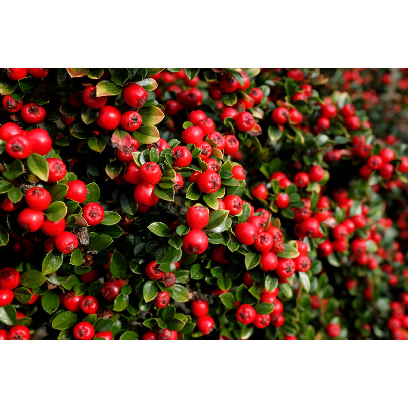 Red Cotoneaster Berries by Sarahdoow - Wrapped Canvas Print, 30cm H x 46cm W