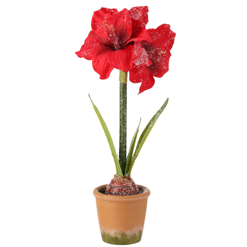 Mini amaryllis givré 15 po