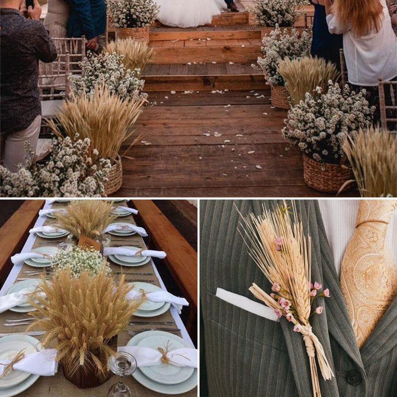 Natural Beige Dried Wheat Stalks for DIY Crafts and Decor