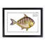 Toothless Mackerel Fish by M.E. Bloch - Picture Frame Painting Print-55611062-55611064