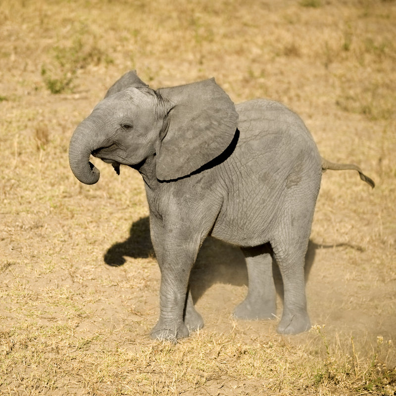 An Elephant Calf by GlobalP - Wrapped Canvas Print, 30cm H x 30cm W
