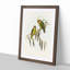 Coxen's Parakeets by Elizabeth Gould - Picture Frame Painting Print-55510582-55510579