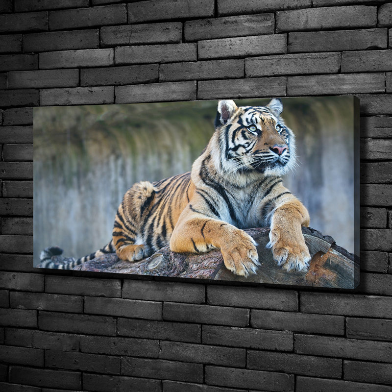 Tiger - Wrapped Canvas Print
