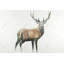 Reproduction de cerf sur toile-101320652-101320650