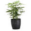Live Arboricola Plant in Classic Pot-49662227