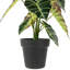 18 plantes