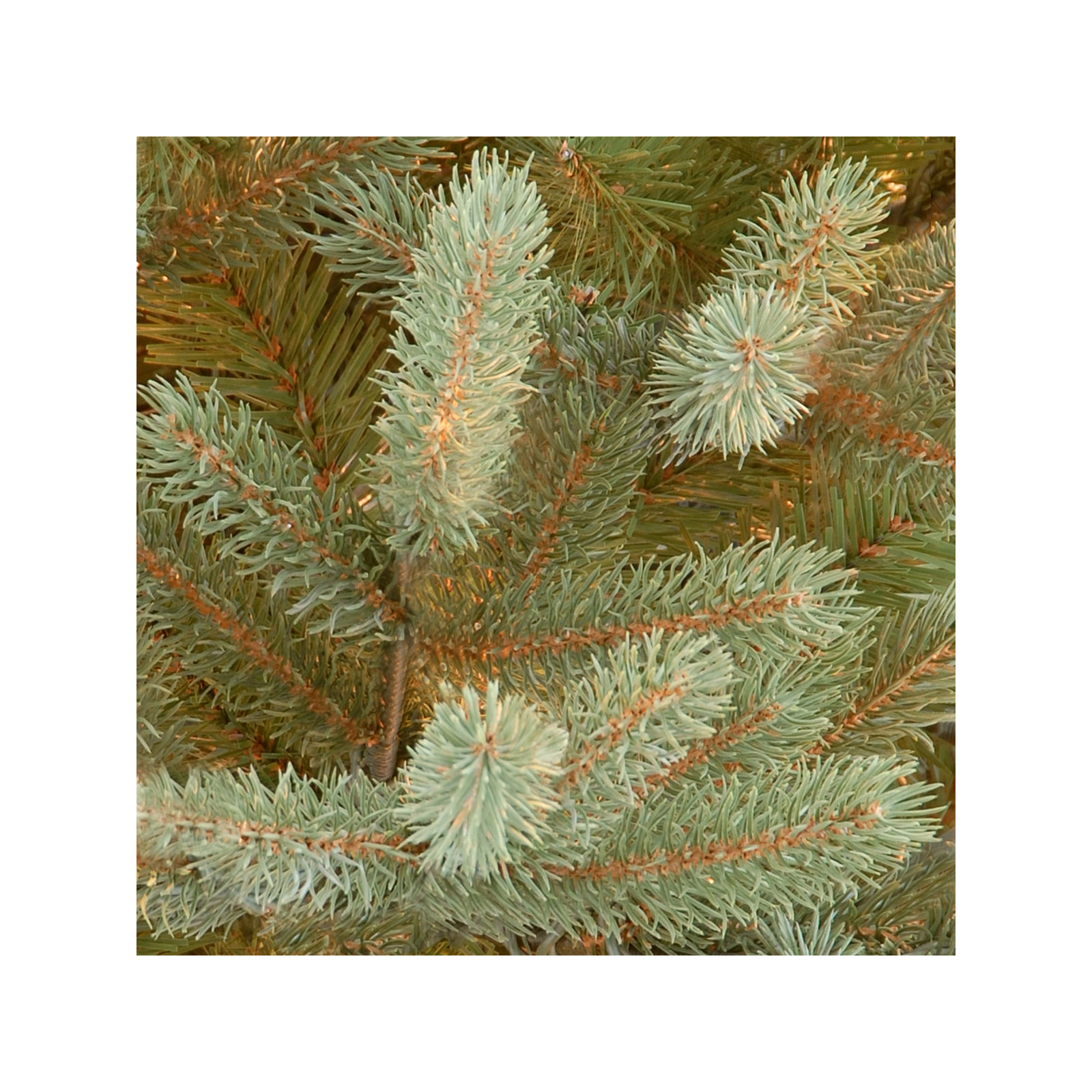 The Holiday Aisle® Norway Fir Tree, 9'
