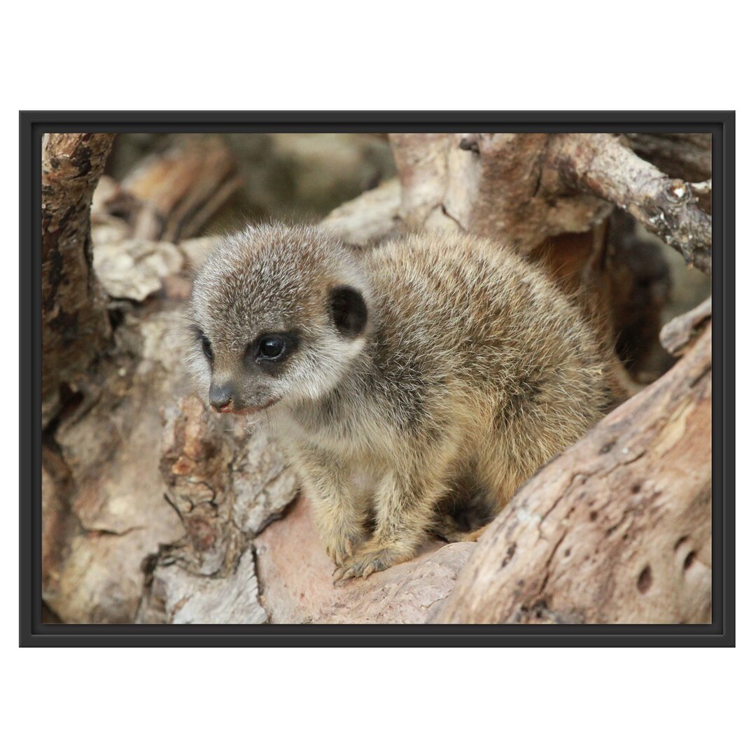 Gerahmtes Wandbild junges Erdmännchen auf Baum