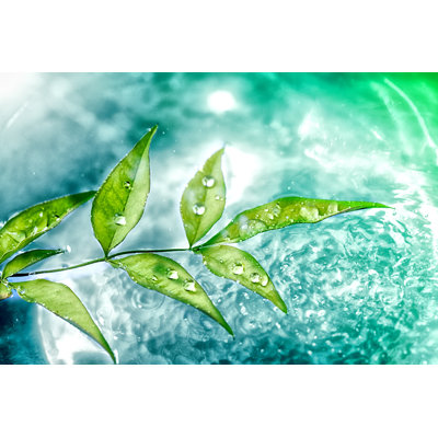 Green Leaf - Wrapped Canvas Print